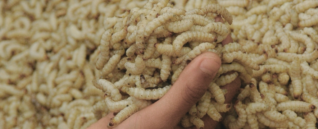 A huge handful of maggots