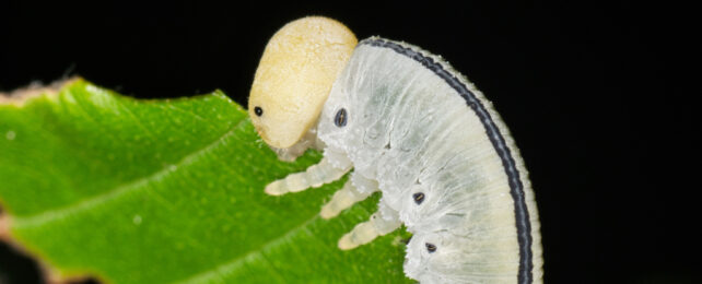 Sawfly larva munching on leaf lit up artificially