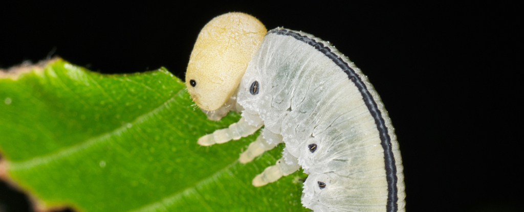 Sawfly larva munching on leaf lit up artificially