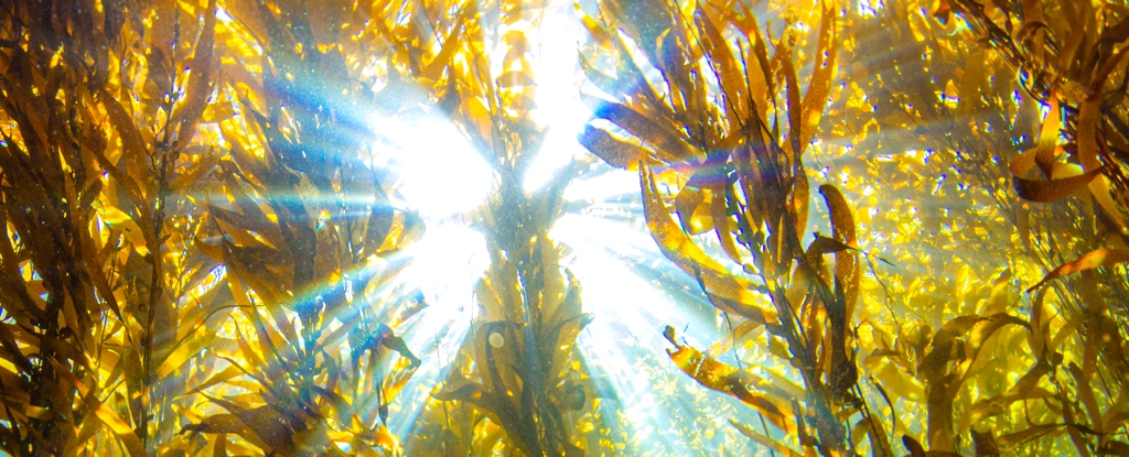 Kelp Forest Underwater