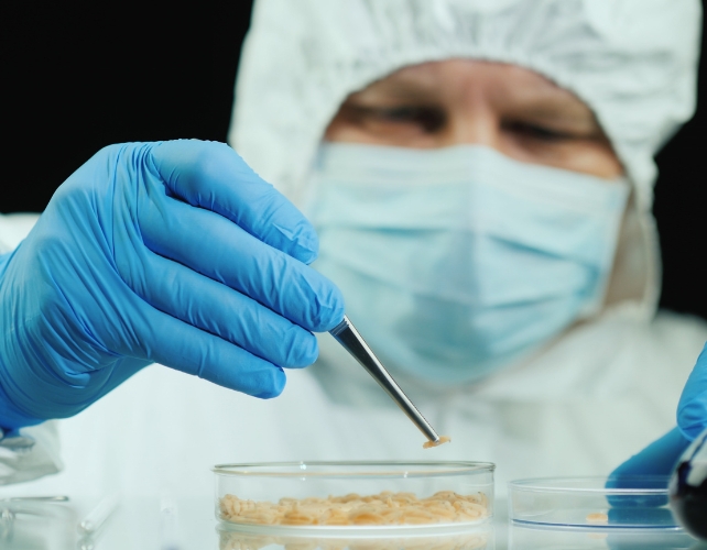 A laboratory worker in gloves and mask, picking up maggots with tweezers