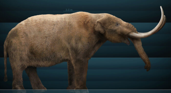 Illustration of a reconstructed mastodon