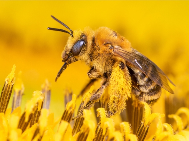 A close up of a bee on a sunflower.