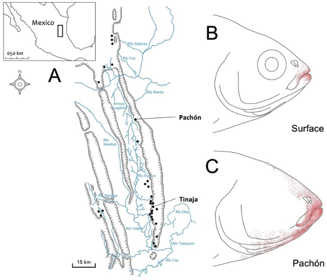 A diagram of fish faces and a map