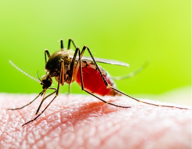 A mosquito biting human skin