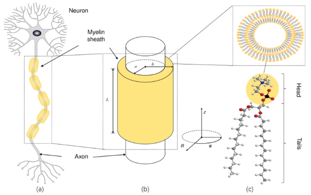 Graphic depicting how myelin sheaths could act as a cylindrical cavity