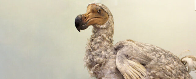 Model of a dodo from the natural history museum in london