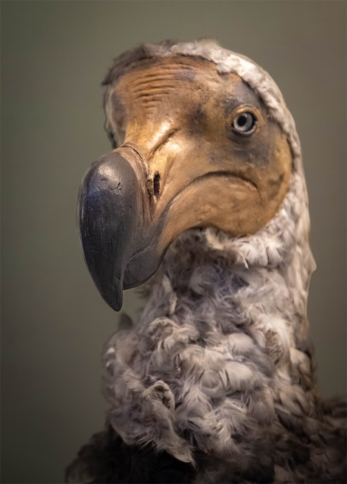 Close up of natural history museum london model of a dodo