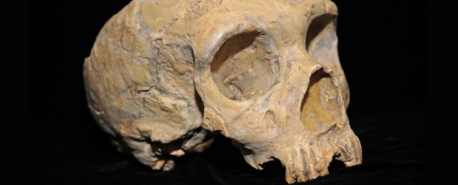 A Neanderthal skull