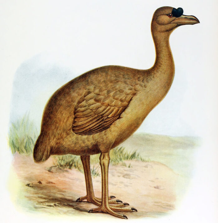 reconstruction illustration of the dodo relative