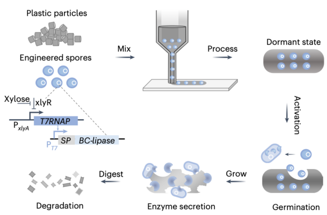 New ‘Dwelling Plastic’ Self-Destructs As soon as It is Thrown Away