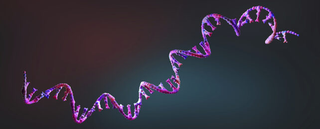 RNA strand