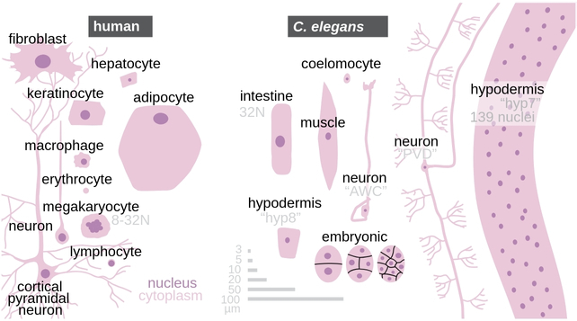 Various cell types illustrated in shades of pink