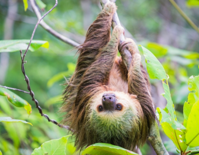 A sloth hanging from a tree