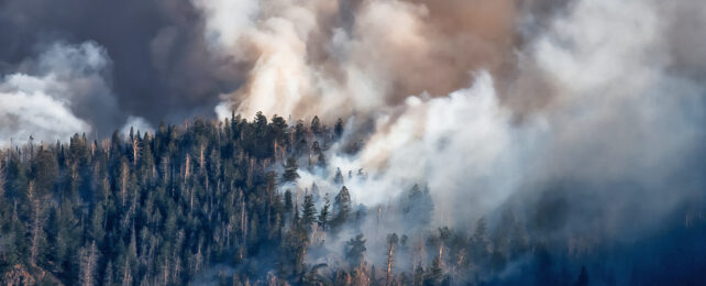 Thick smoke billowing from forest wildfire