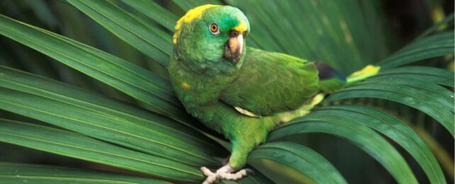 Something Strange Is Happening to The Calls of Amazon Parrots