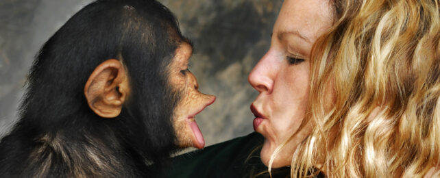 Young chimp facing human woman