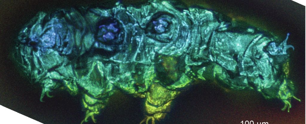 Amber içinde sıkışıp kalan tardigradlar milyonlarca yıllık sırları açığa çıkarıyor: ScienceAlert