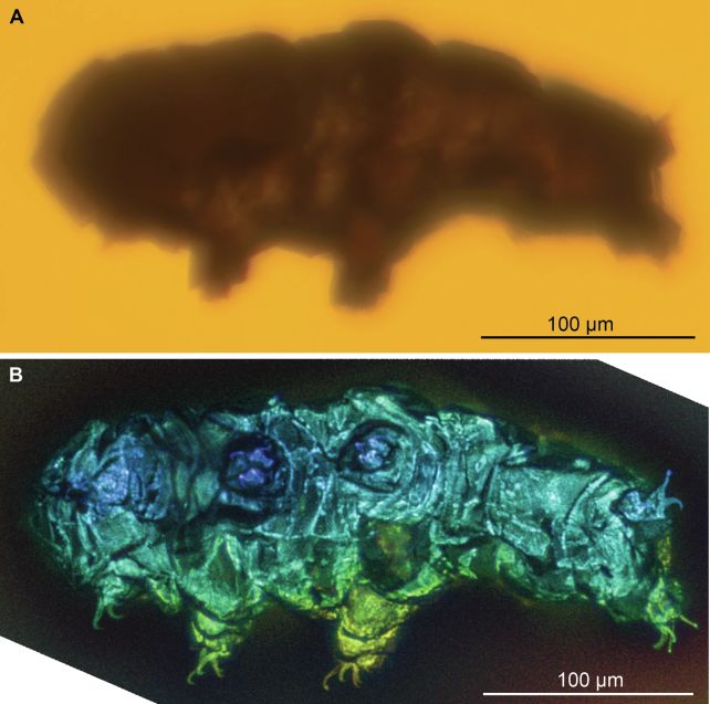 I tardigradi intrappolati nell’ambra rivelano segreti vecchi di milioni di anni: ScienceAlert