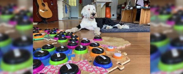 low angle of a black and white dog sitting behind an array of colourful buttons laid out on the floor in someone's living room