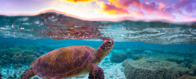 great barrier reef with turtle