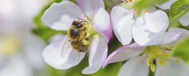 macro photo of a yellow and black striped bee is in the centre of an apple blossom that has white petals with a pink blush at their edges.