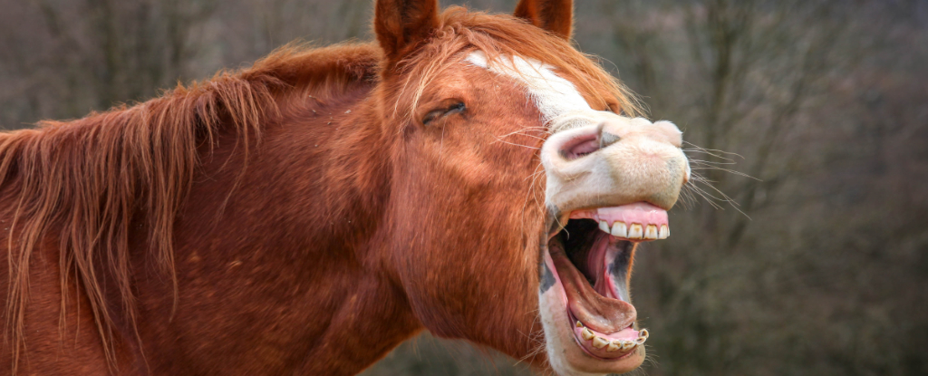 laughing horse