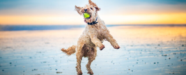 jumping labradoodle