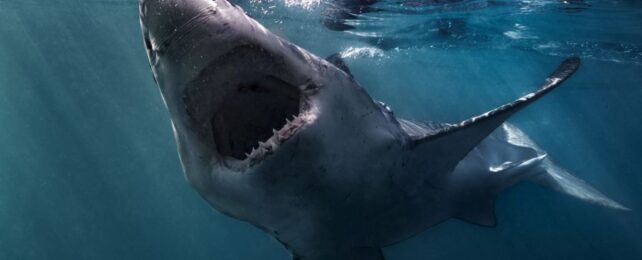 Large Sharks Seem to Be Eating Each Other, And You Won't Believe How We Know