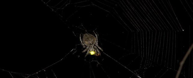 Spider Species Uses Male Fireflies as Ghastly Puppets to Seduce Its Prey