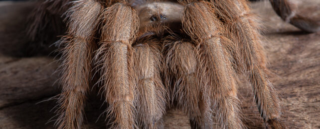 texas brown tarantula