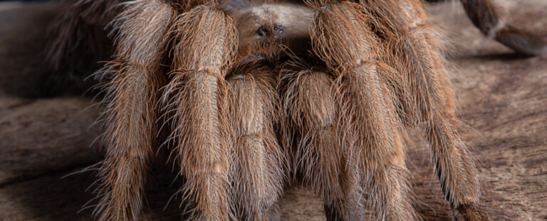 Hordes of Tarantulas Are About to Swarm in The US, And Here's Why ...