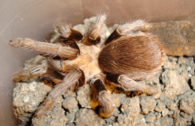 Texas brown tarantula in a tank. (Mothore/Wikimedia Commons/CC-BY-SA-3.0)