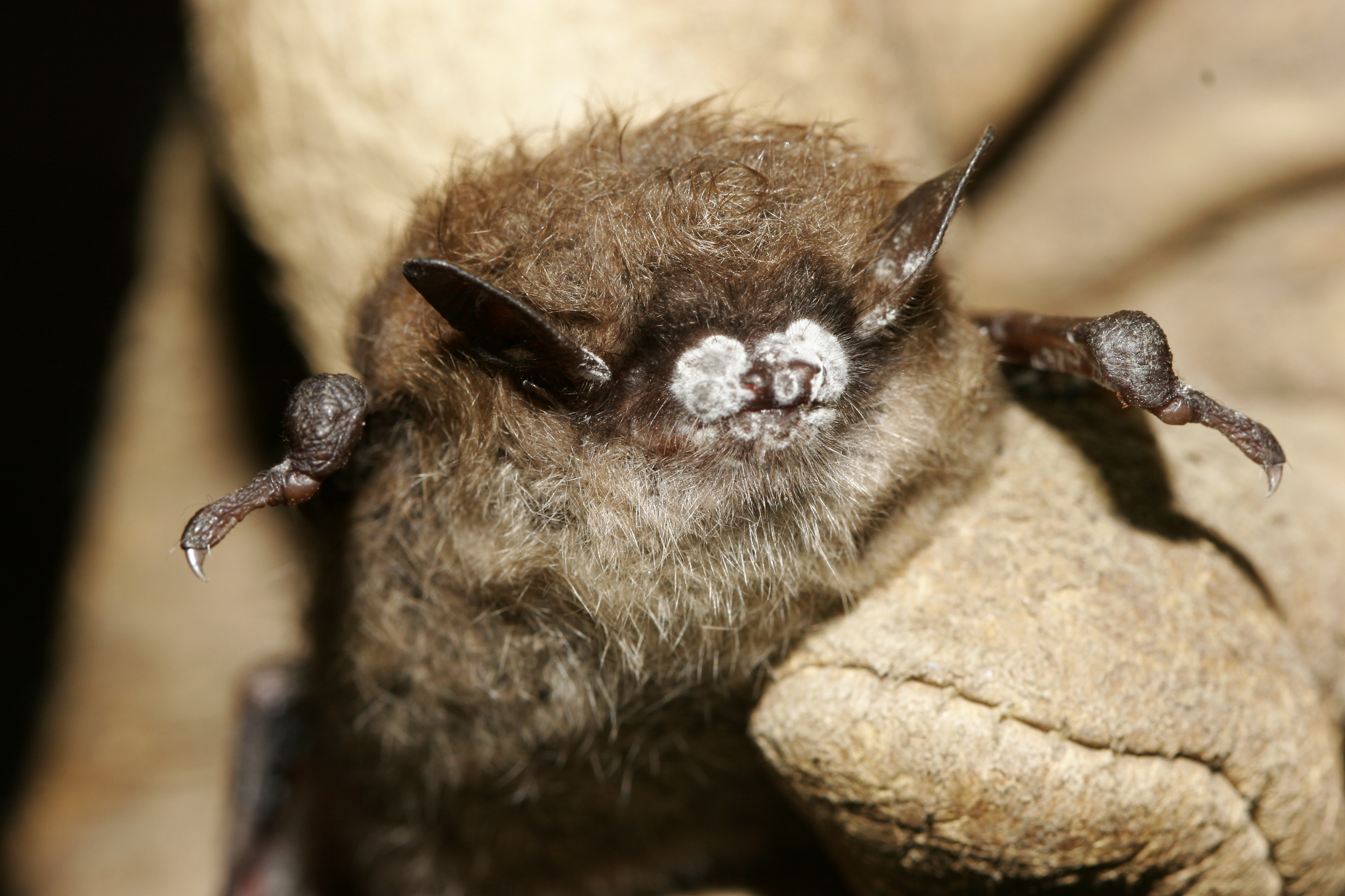 the face of a little brown bat, it has a fuzzy white fungus growing on its snout. the bat is about the size of the person's thumb who is holding it.