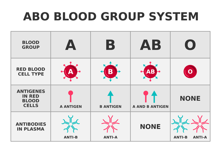 Diagram showing the different blood groups, the antigens on the blood cells and the antibodies in the blood plasma