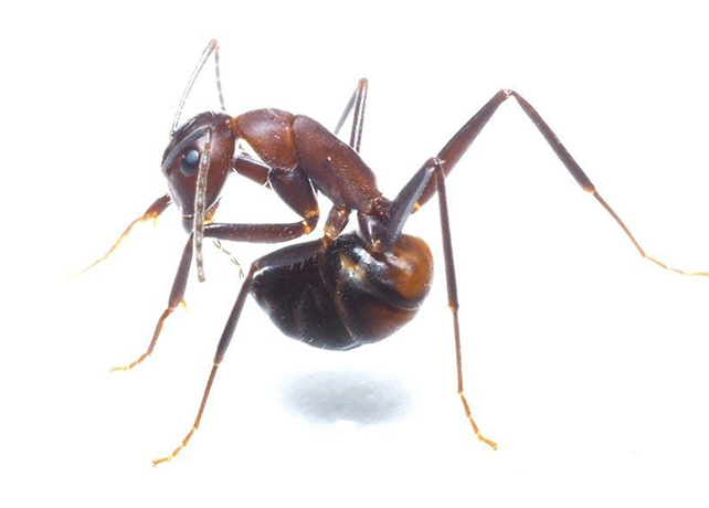 Ant Queens Apply ‘Hygienic Cannibalism’ Out of Tricky Love