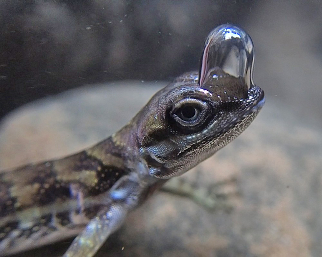 Side view of a water anole with a bubble on its head