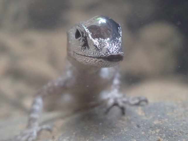 a silvery reptile with a bubble on its head