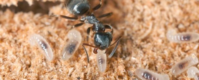 Ant Queens Practice 'Hygienic Cannibalism' Out of Tough Love