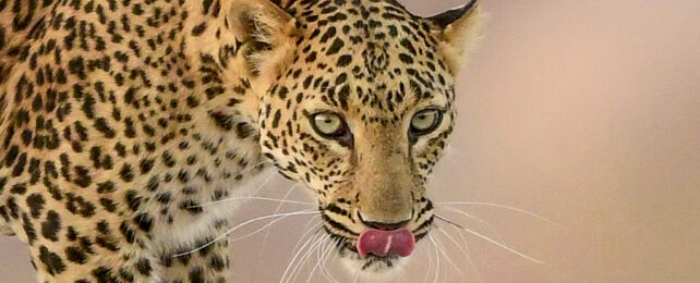 Close up of leopard licking its lips