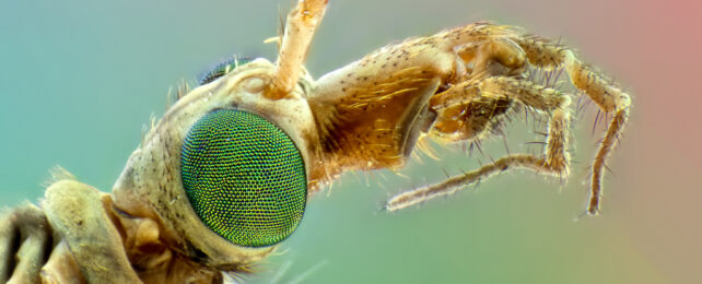 Micrograph of a mosquito's face