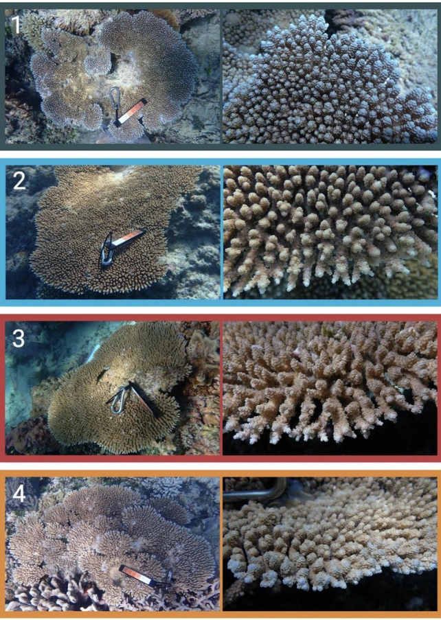 Eight different images of corals