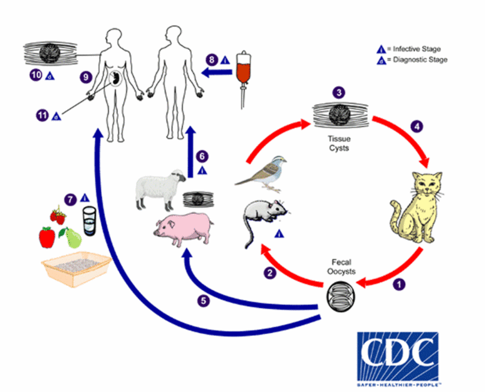 Diagram of toxoplasmosis lifecycle