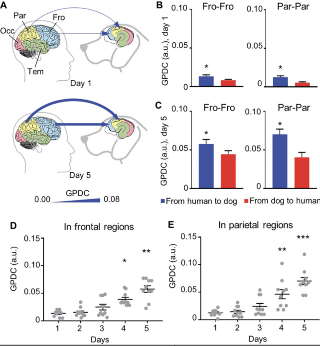 Dog Human Brain Study