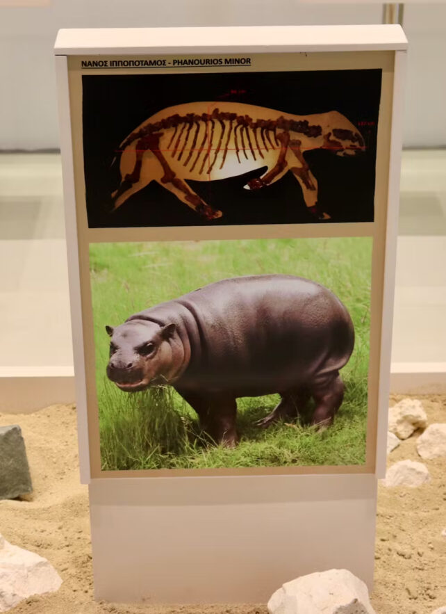 Display sign showing dwarf hippo skeleton and reconstruction illustration