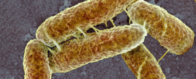 Ecoli cells under the microscope mating with their little connecting tubes