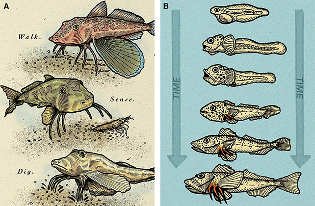 Fish evolution