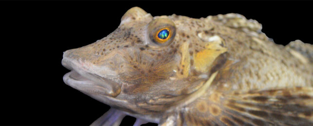 Northern sea robin