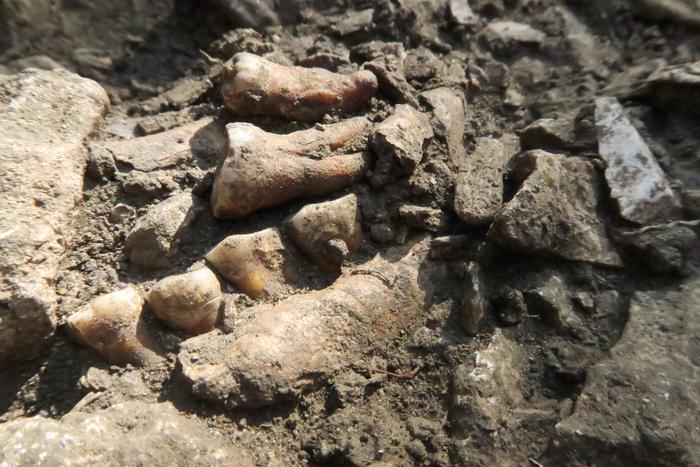 Image of fossilized human teeth and partial jaw in a bed of stone