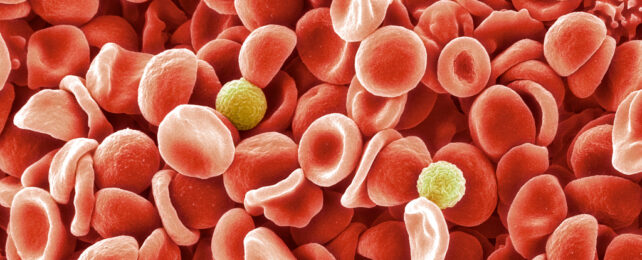 human red blood cells under microscope with two white blood cells